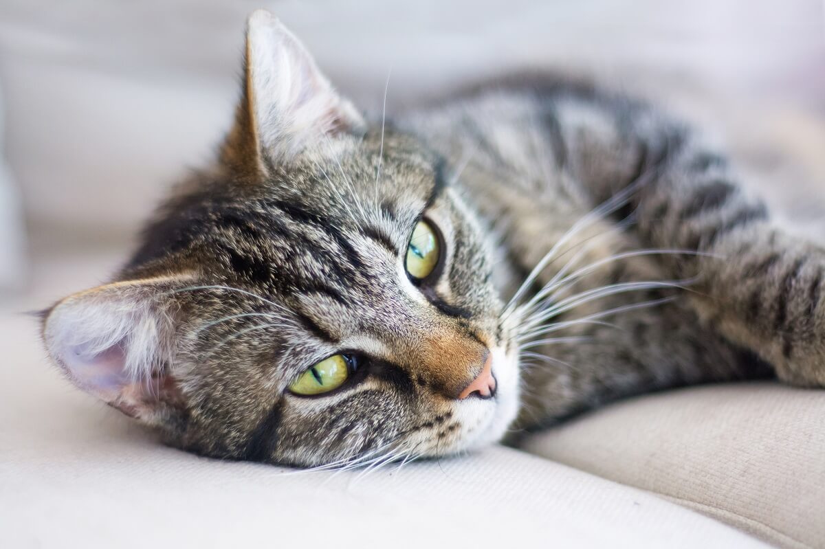 Warzen rücken katze am Warze o.