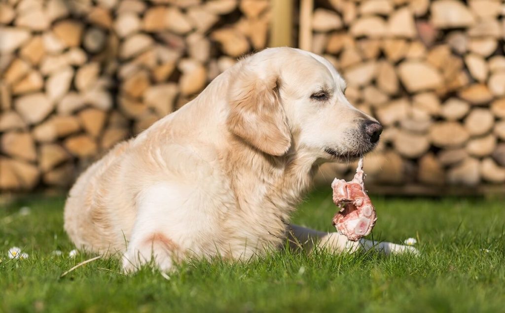 Von wegen Allesfresser Diese Lebensmittel sind für Hunde Tabu!